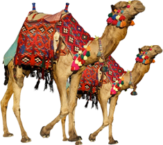 Camel Transparent Image Transparent PNG Image