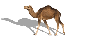 Camel Image Transparent PNG Image