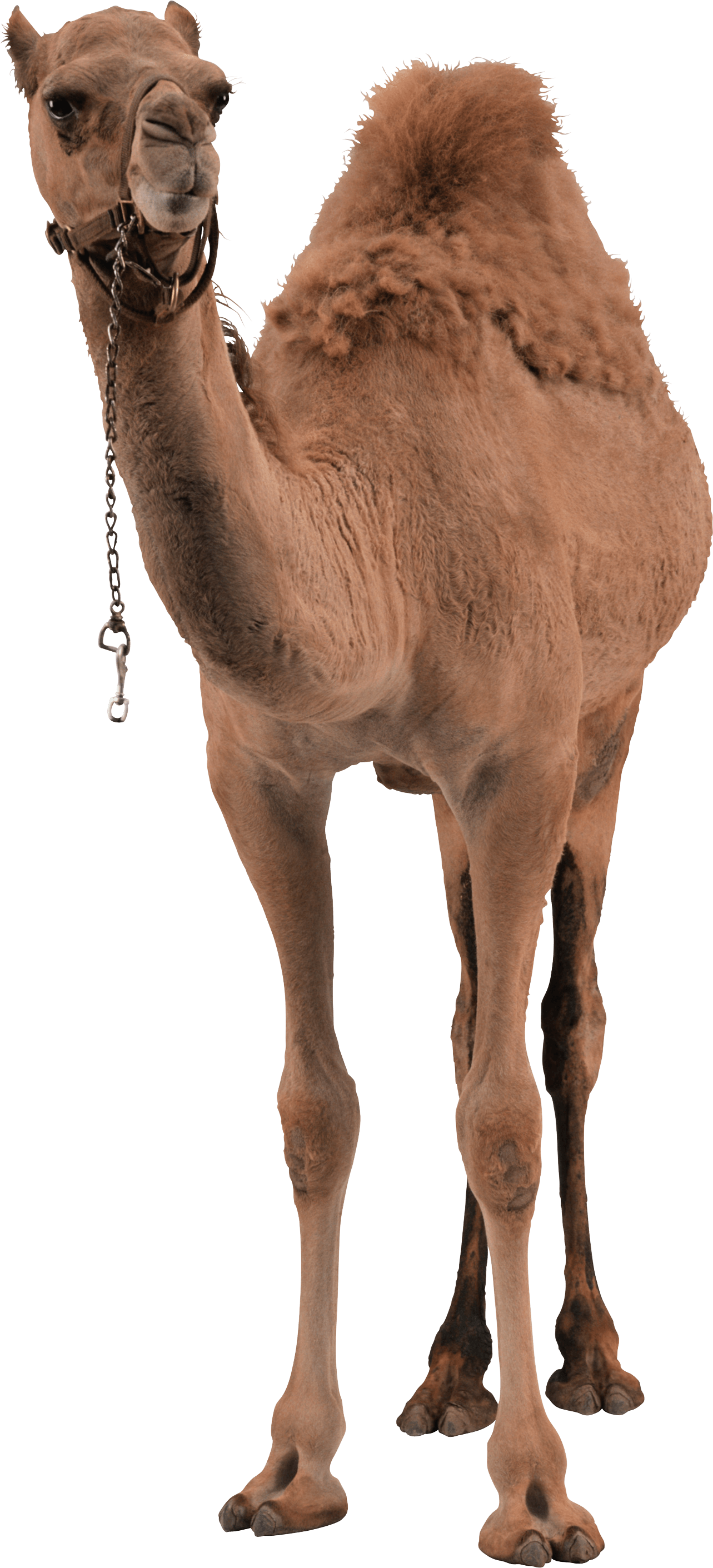 Camel Png Image Transparent PNG Image