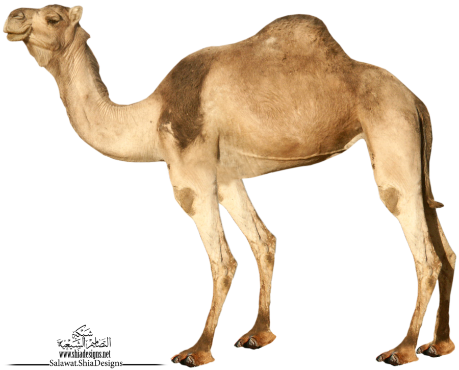 Camel Png 3 Transparent PNG Image