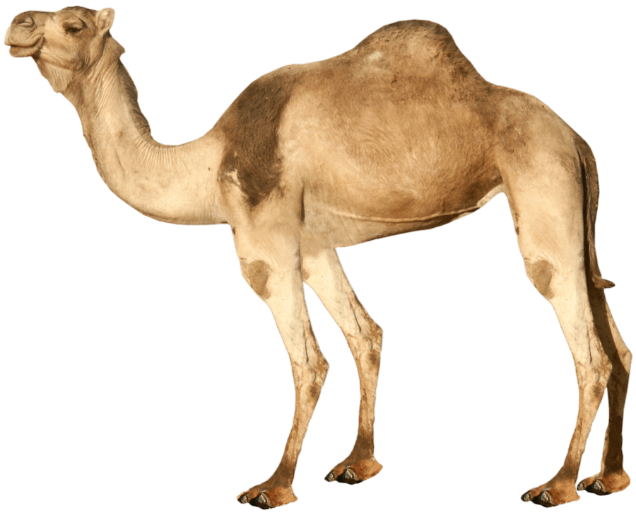 Camel Png Image Transparent PNG Image