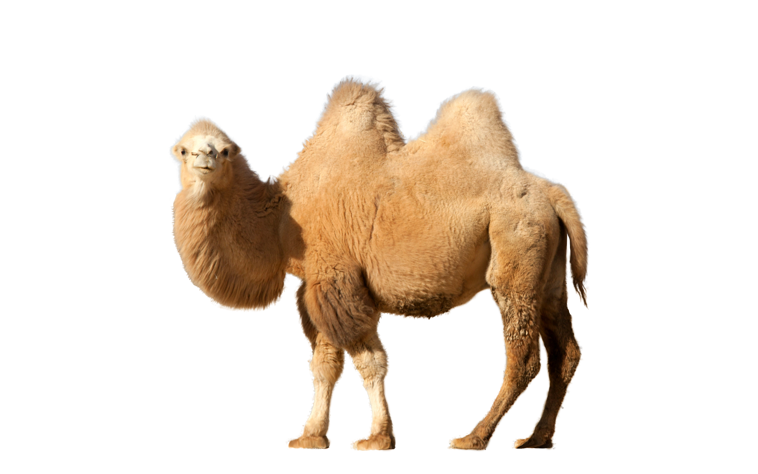 Camel Png Transparent PNG Image