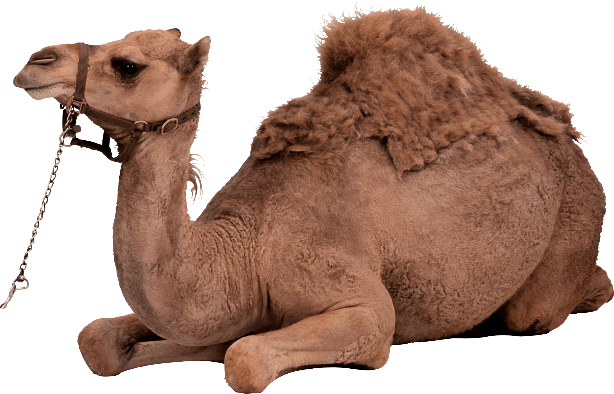 Camel Png Image Transparent PNG Image