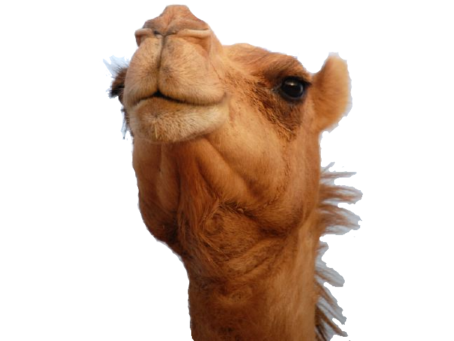 Camel Png 8 Transparent PNG Image