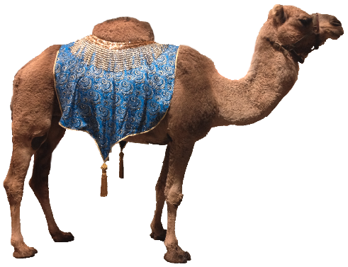 Camel Png 9 Transparent PNG Image