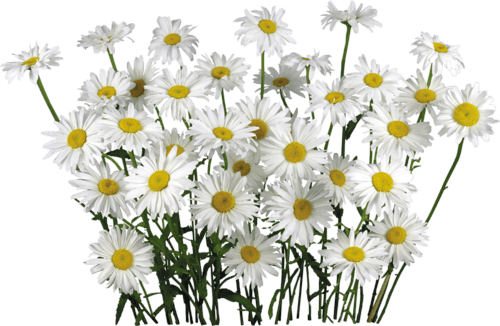 Camomile Png Image Transparent PNG Image