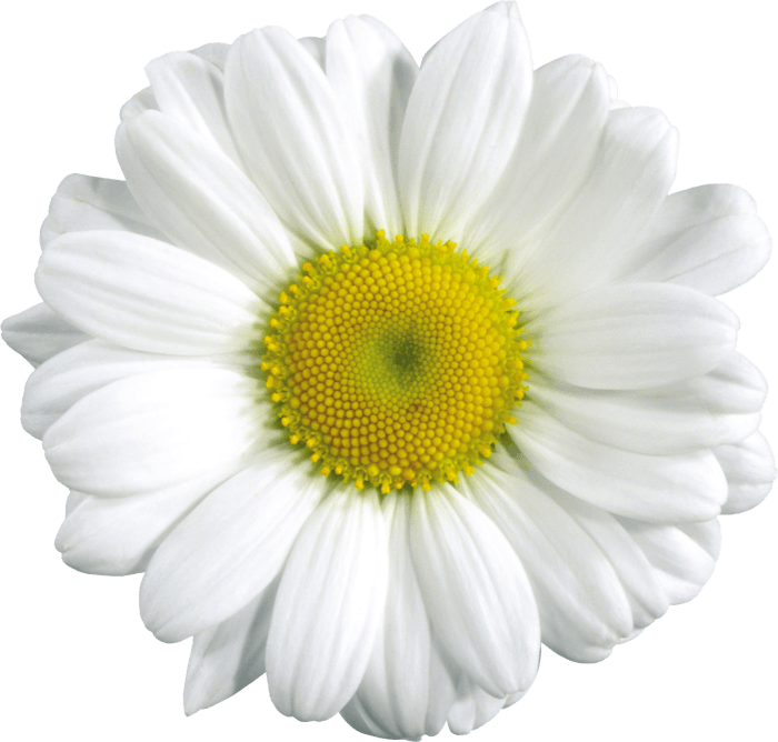 Camomile Png Image Transparent PNG Image