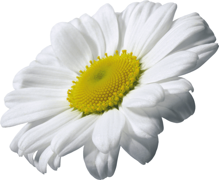 Camomile Png Image Transparent PNG Image