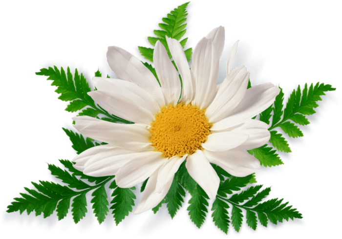 Camomile Png Image Transparent PNG Image