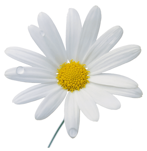 Camomile Png Image Transparent PNG Image