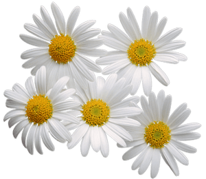 Camomile Png Image Transparent PNG Image