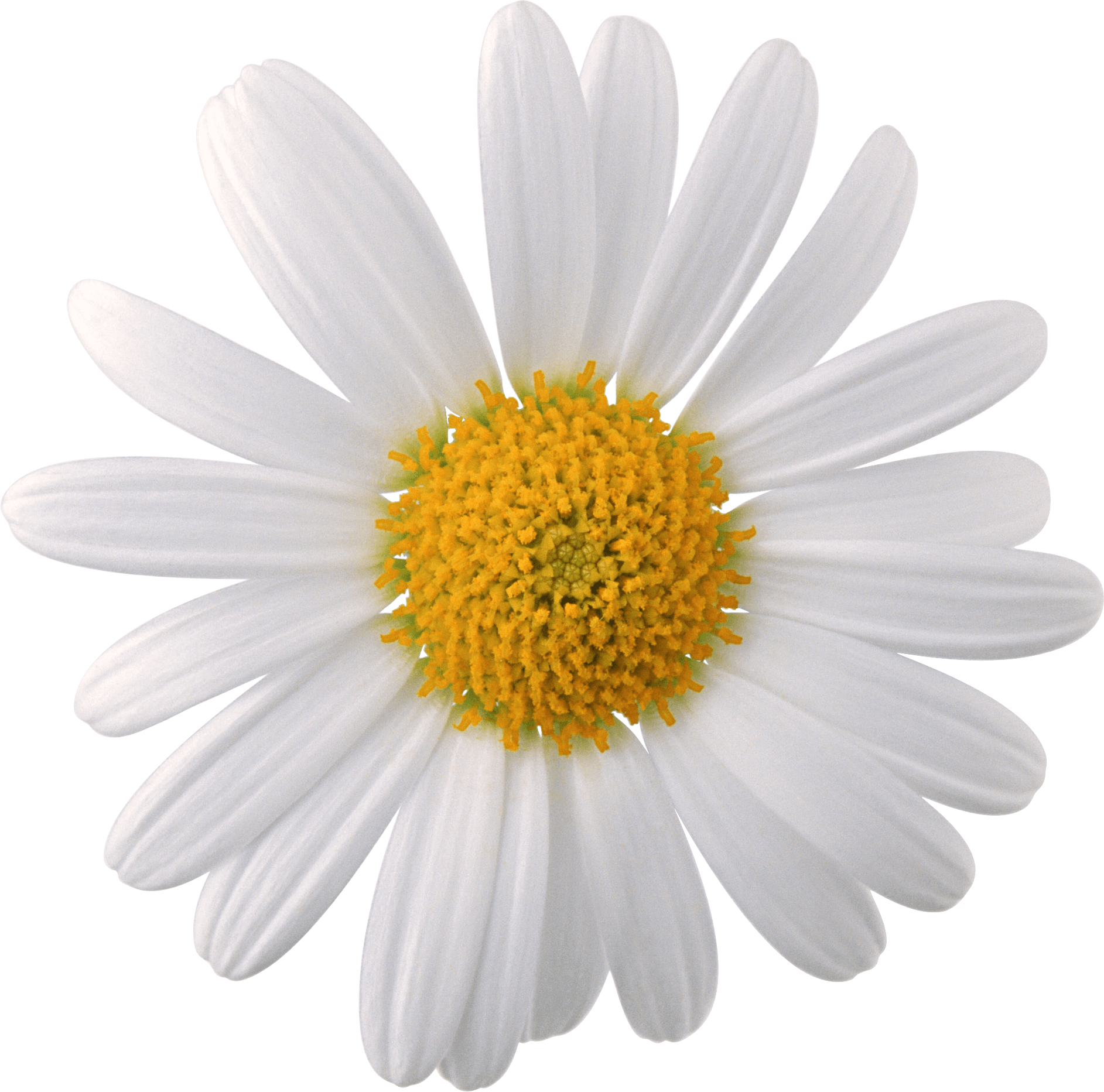 Camomile Png Image Transparent PNG Image