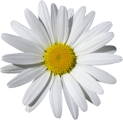 Camomile Png Image Transparent PNG Image