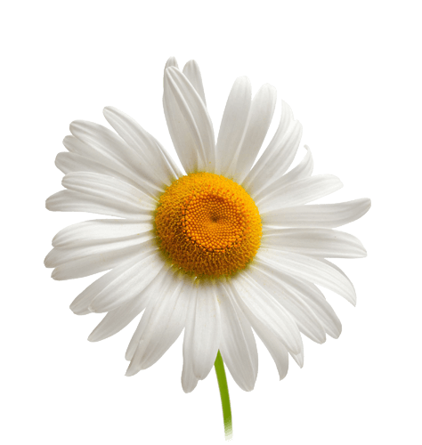 Camomile Png Image Transparent PNG Image