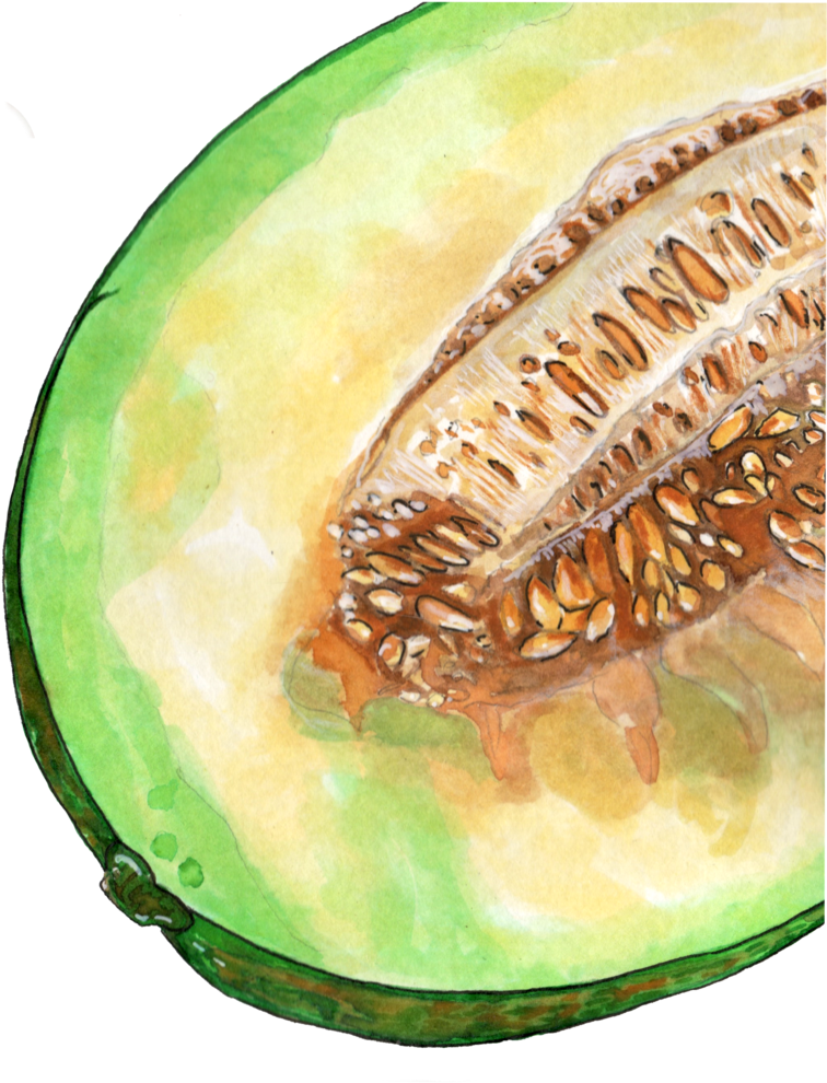 Cantaloupe Download HQ Transparent PNG Image