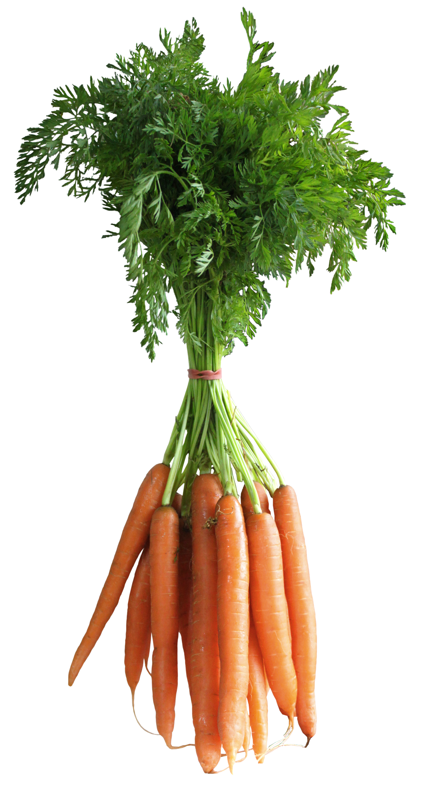 Carrot Png Picture Transparent PNG Image