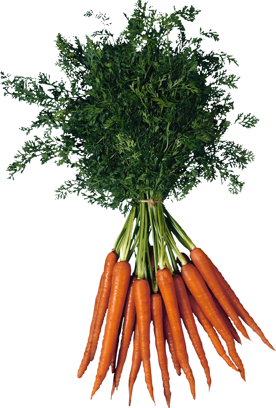 Carrot Png Image Transparent PNG Image