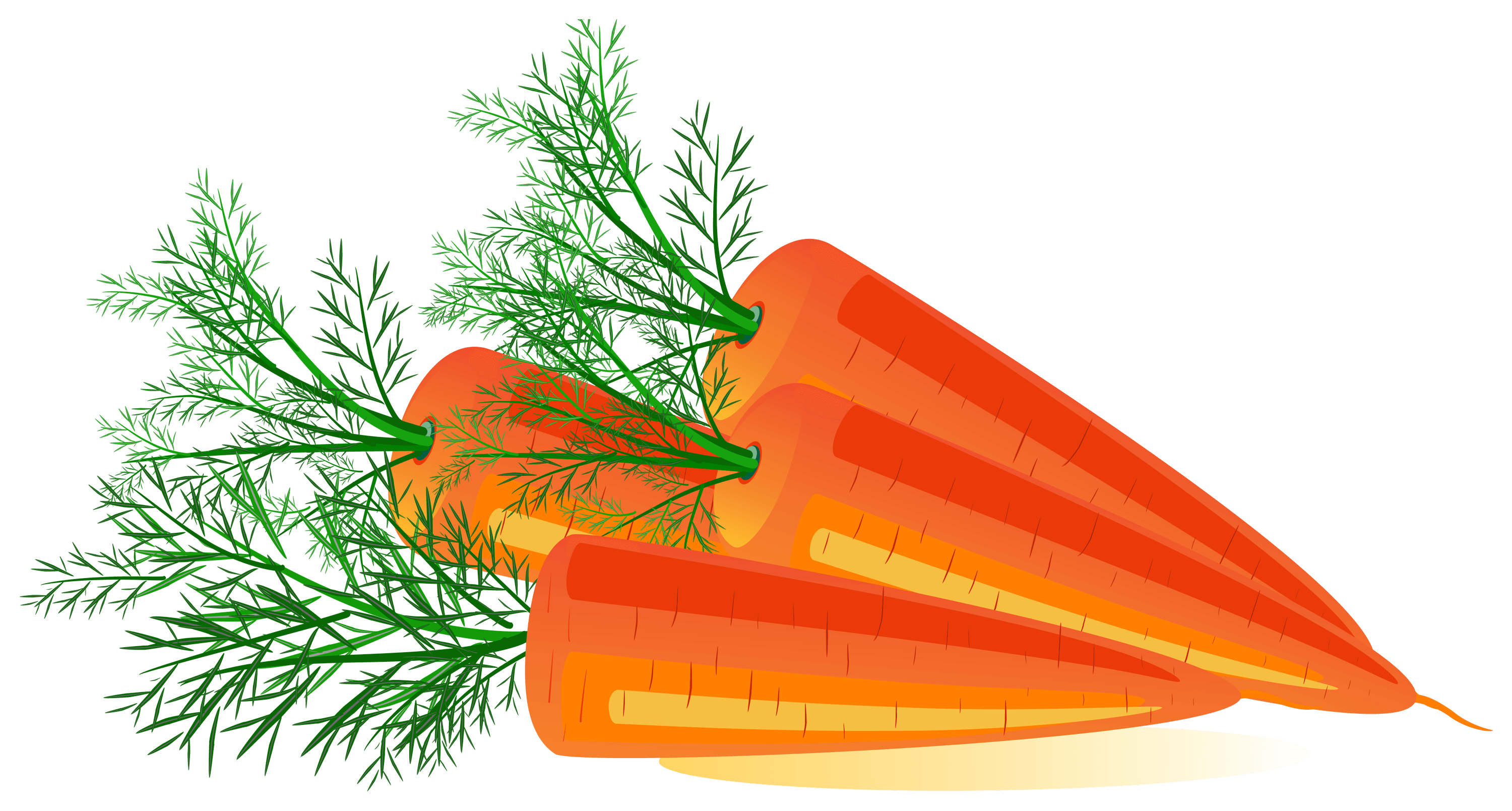 Carrot Png Image Transparent PNG Image