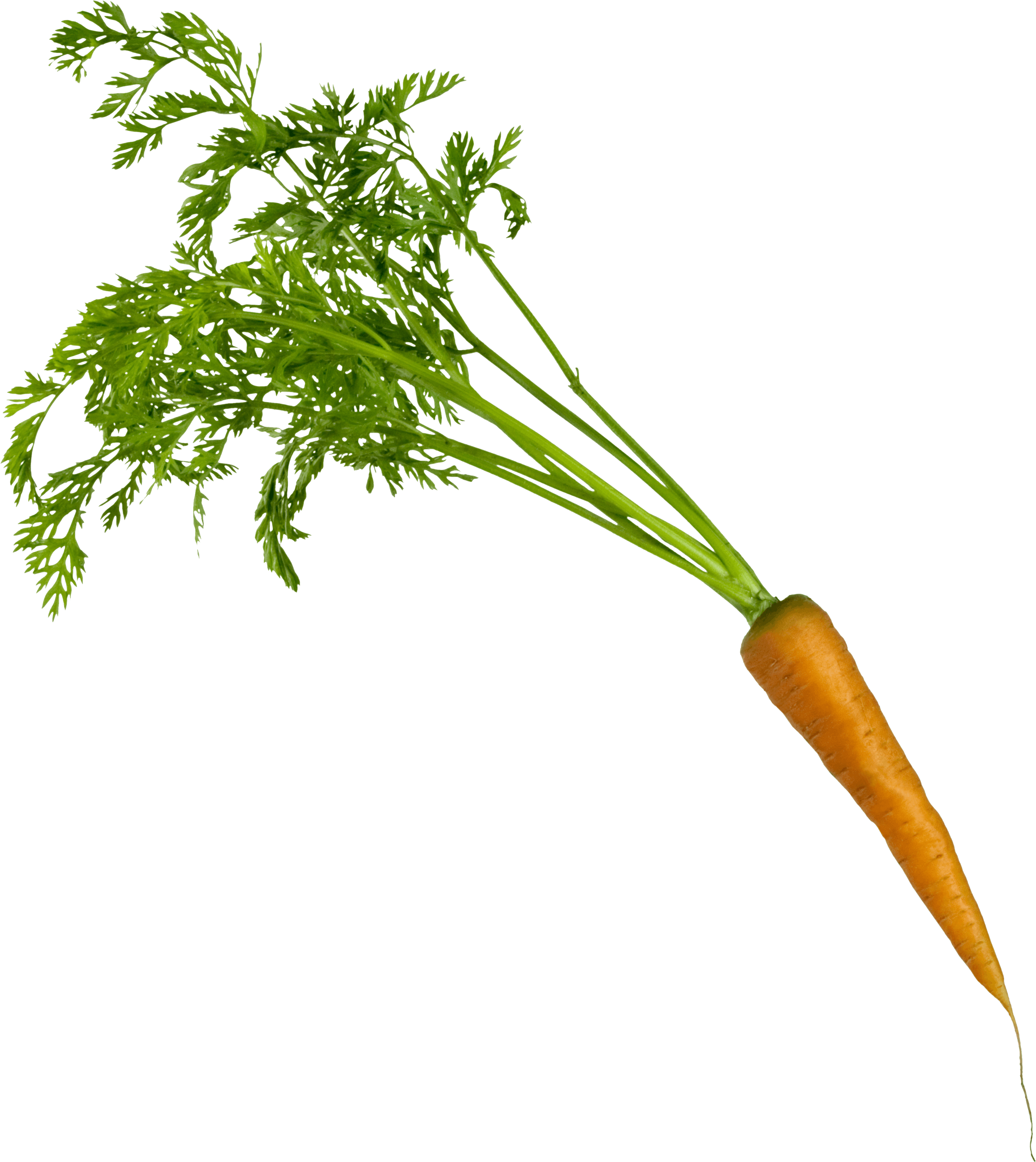 Carrot Png Image Transparent PNG Image