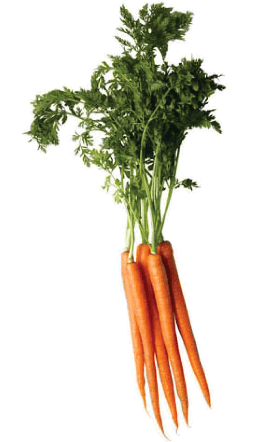 Carrot Png Image Transparent PNG Image