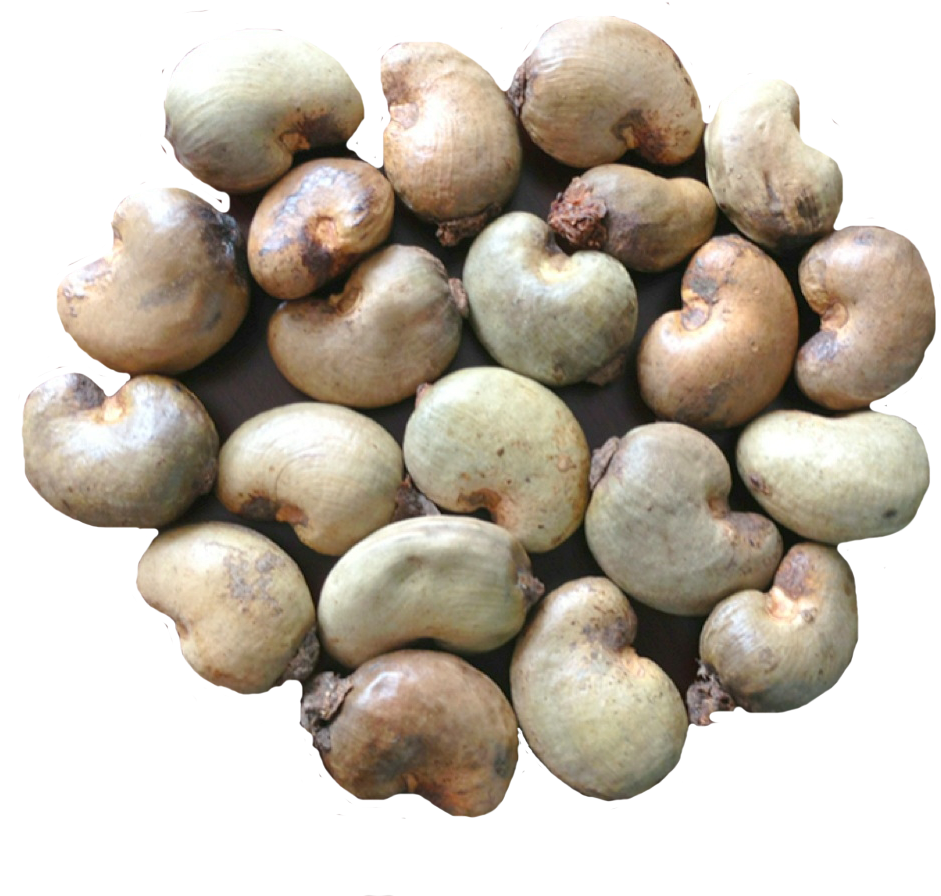 Photos Nut Cashew Organic Free Download Image Transparent PNG Image