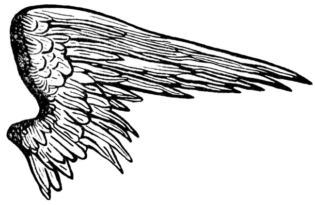 Half Wings Picture Free Download Image Transparent PNG Image