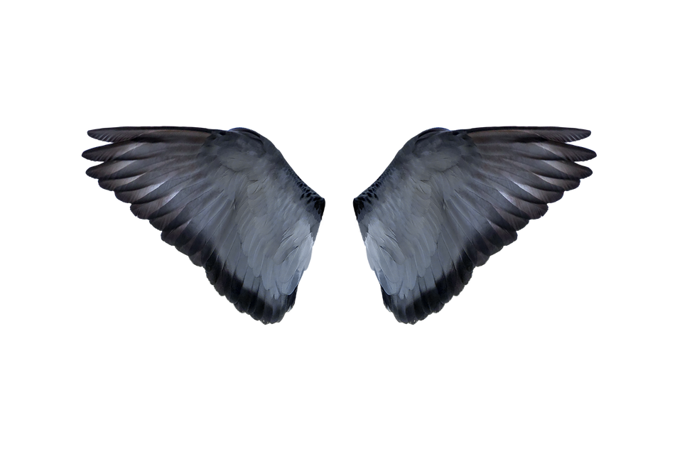 Half Wings Free PNG HQ Transparent PNG Image