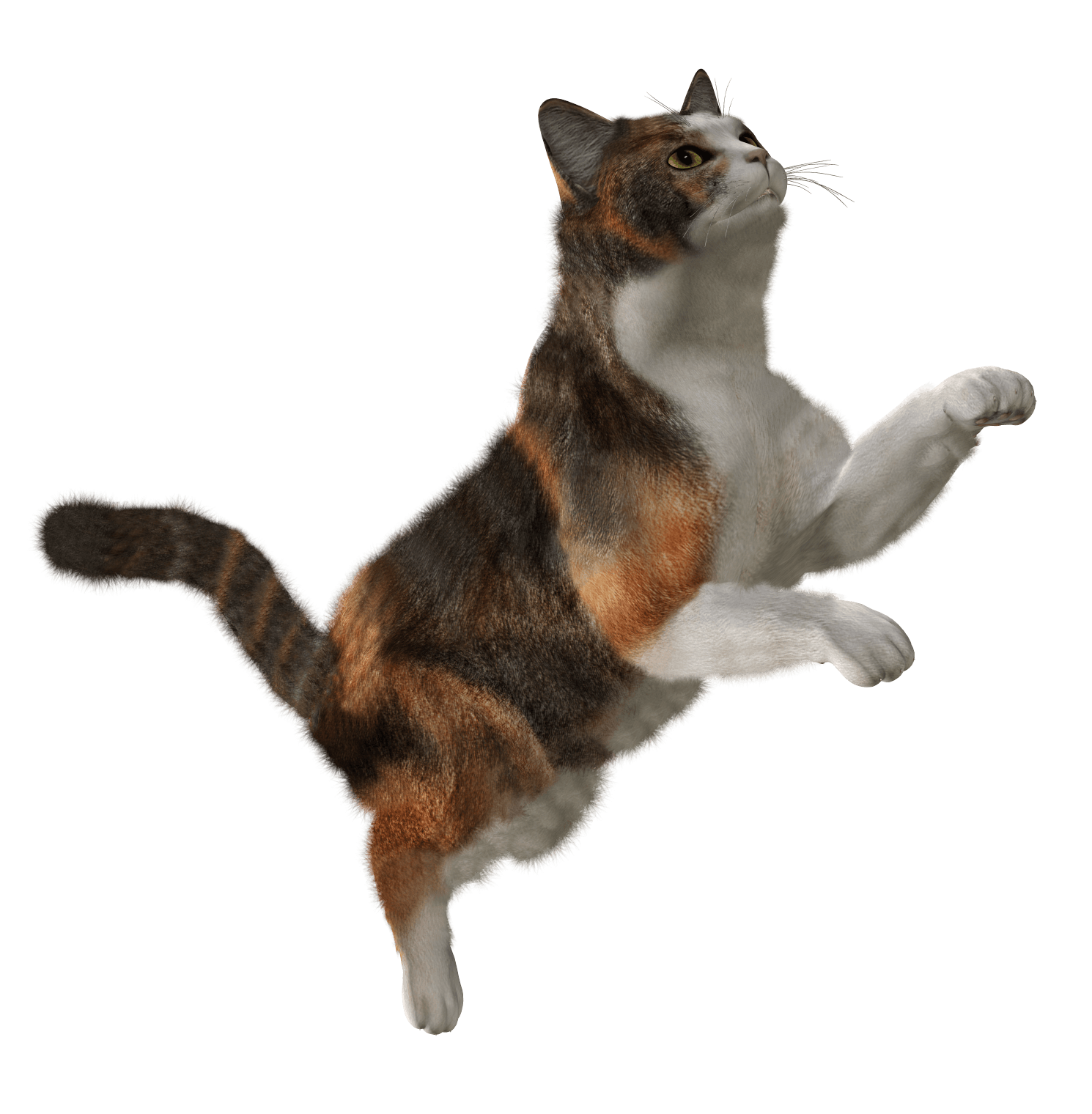 Cat Png Image Download Picture Kitten Transparent PNG Image