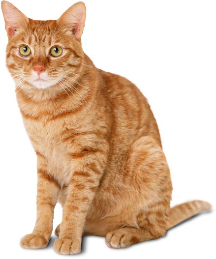 Cat Png Transparent PNG Image