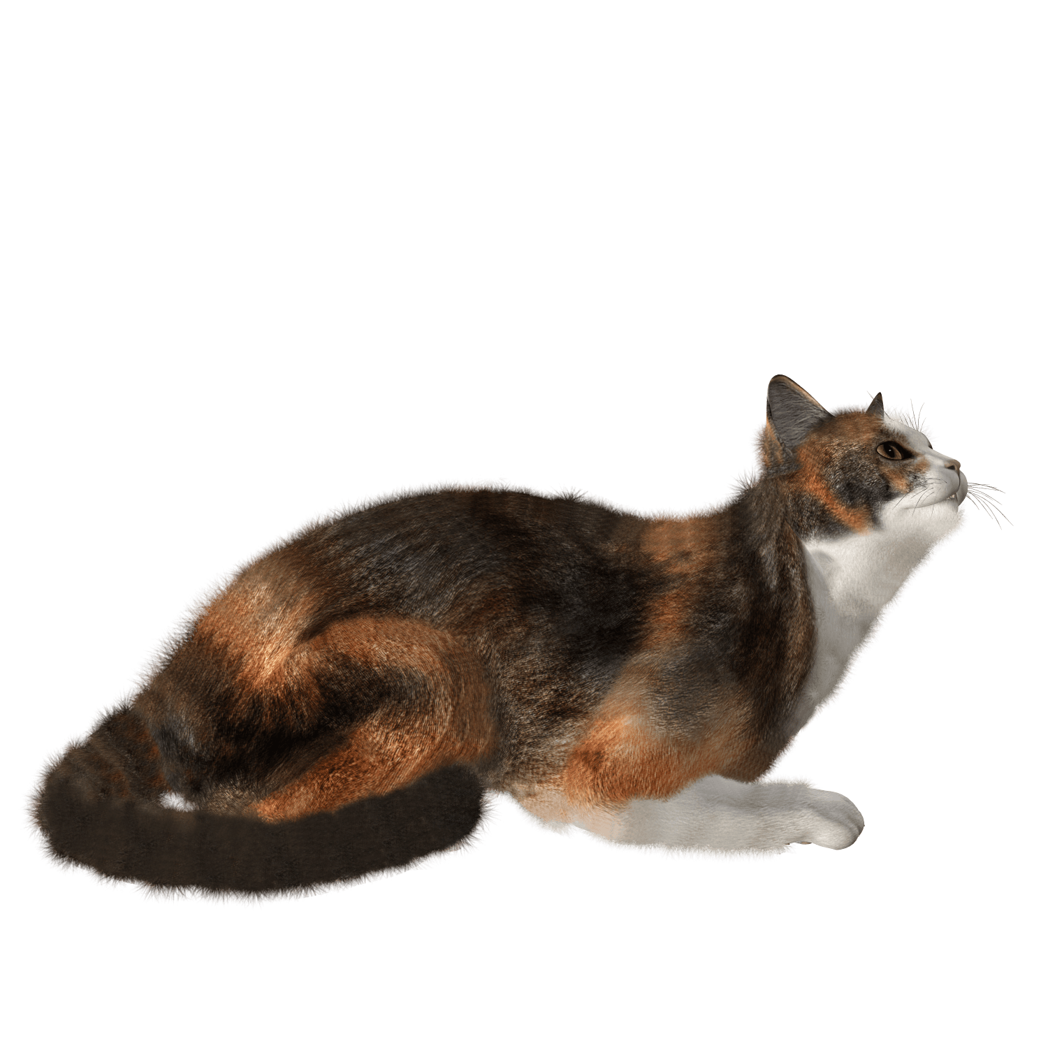 Cat Png Image Transparent PNG Image