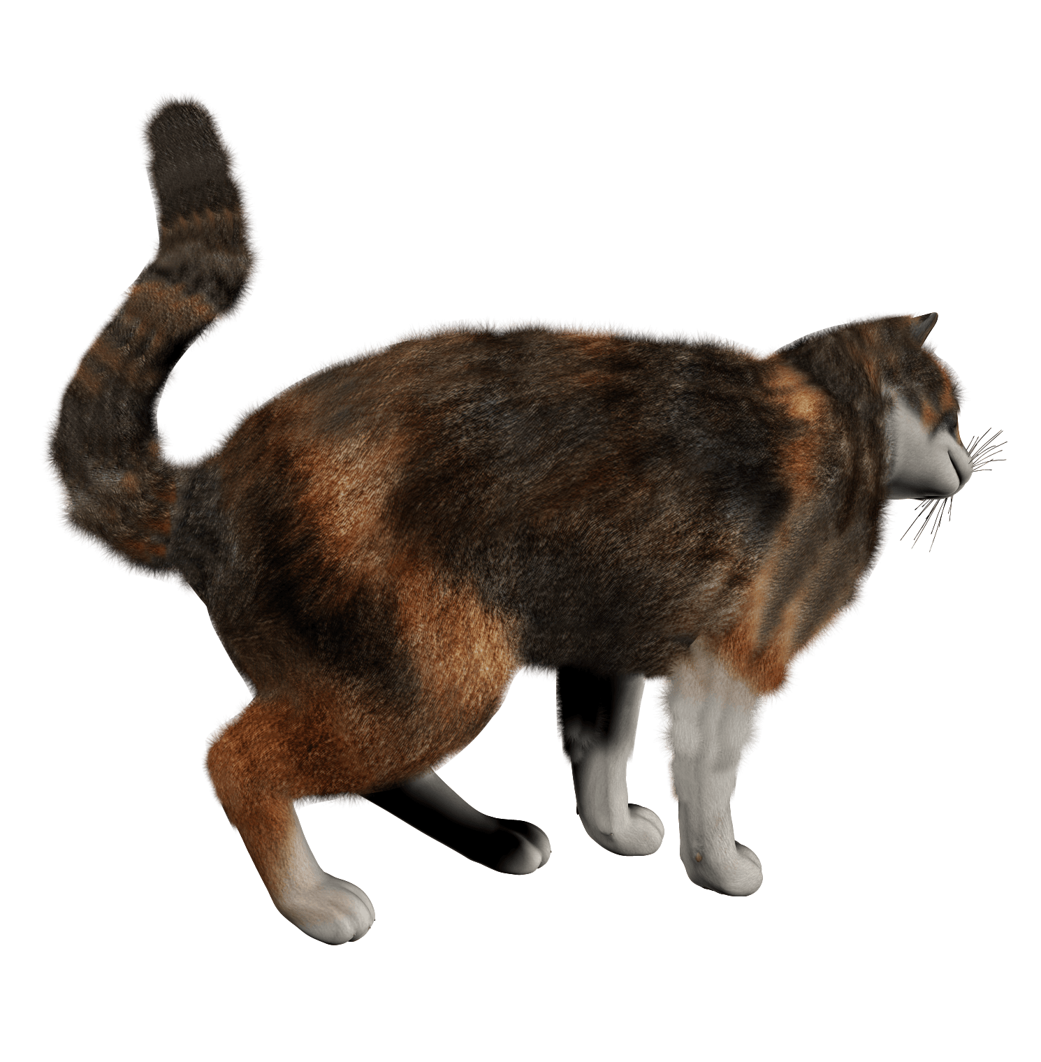 Kitten Png Image Download Picture  Transparent PNG Image