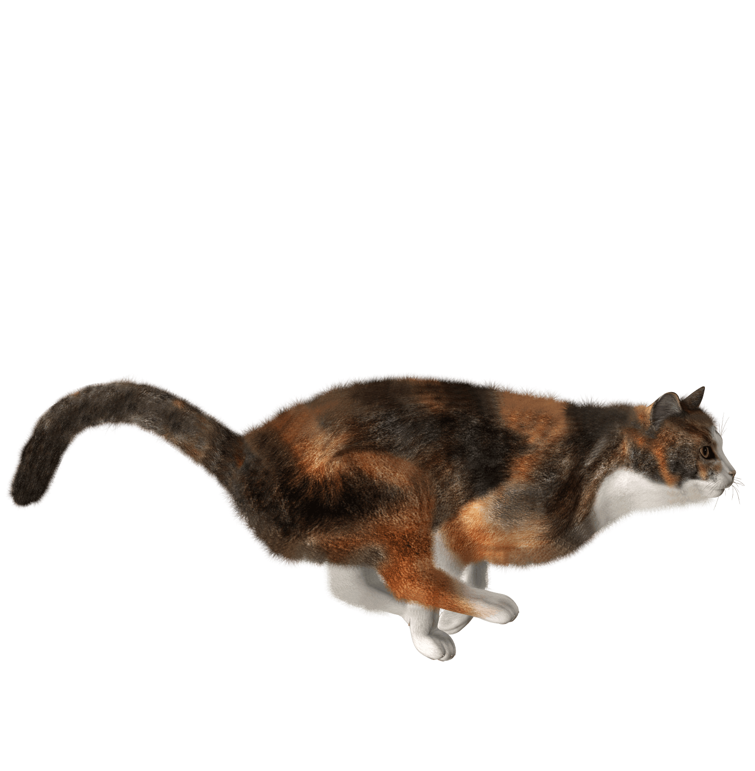 Cat Png Image Download Picture Kitten Transparent PNG Image