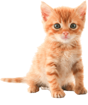 Cat Png Image Download Picture Kitten Transparent PNG Image