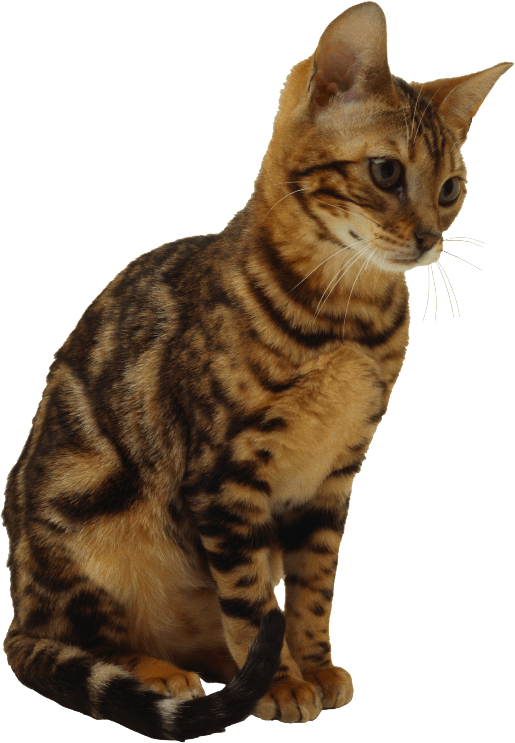 Kitten Png Image Download Picture  Transparent PNG Image