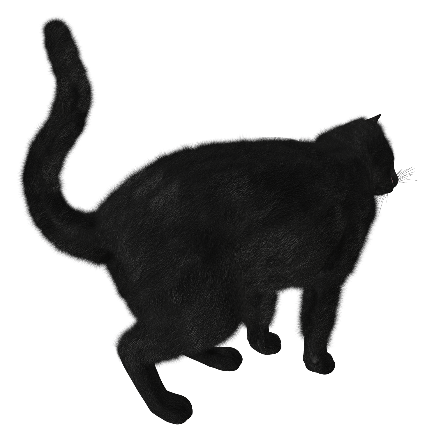 Black Cat Png Image Transparent PNG Image