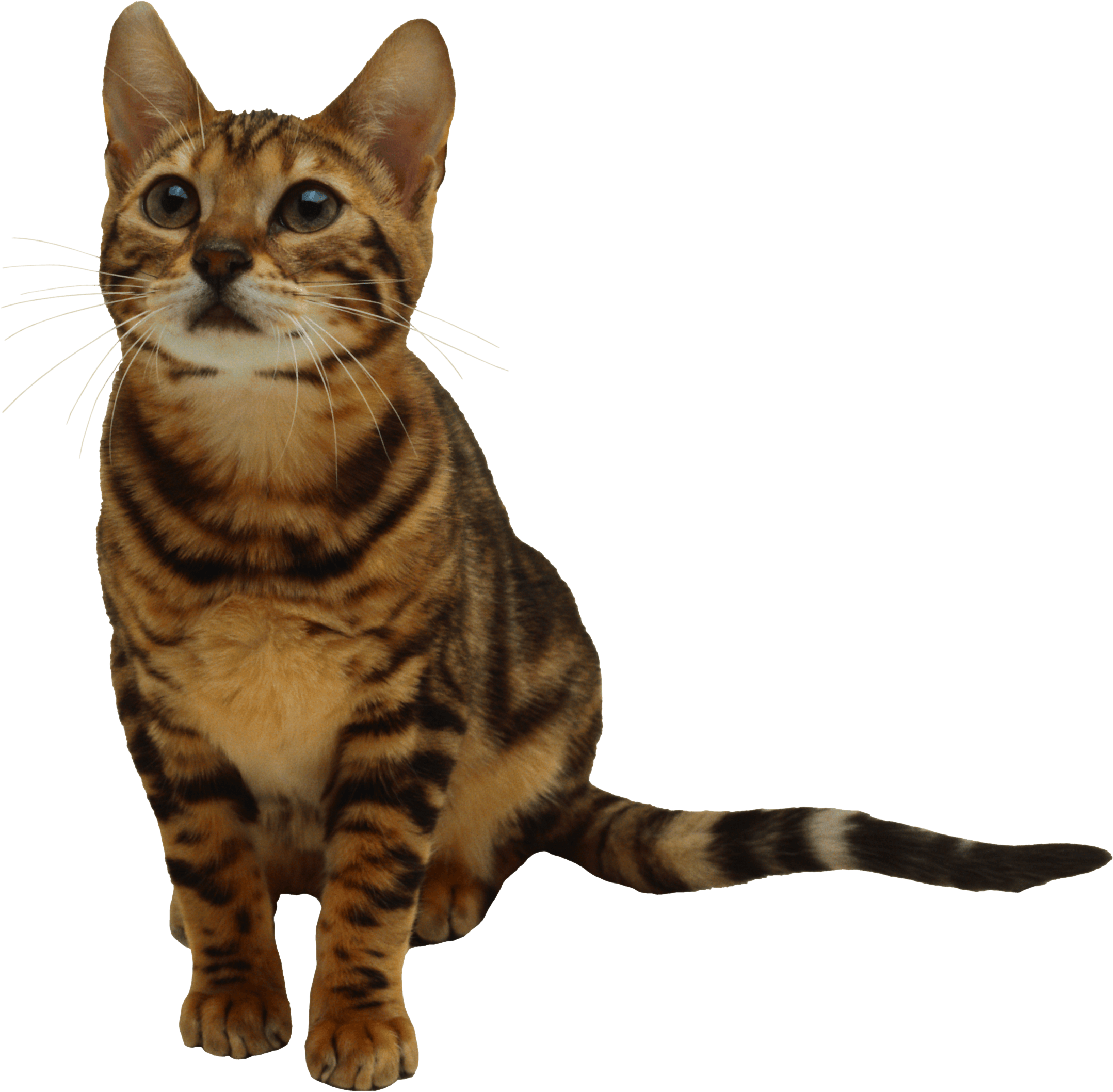 Kitten Png Image Download Picture  Transparent PNG Image