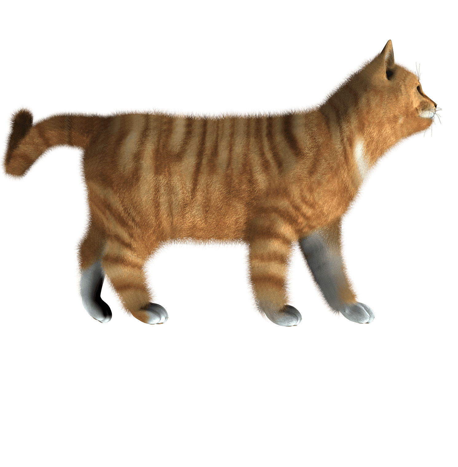 Cat Png Image Kitten Png Transparent PNG Image