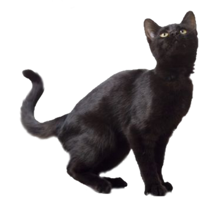 Black Cat Free Download Transparent PNG Image