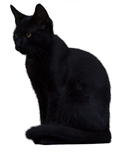 Black Cat Picture Transparent PNG Image