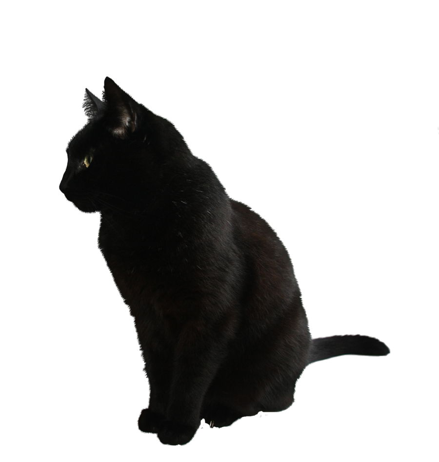 Black Cat Transparent Background Transparent PNG Image