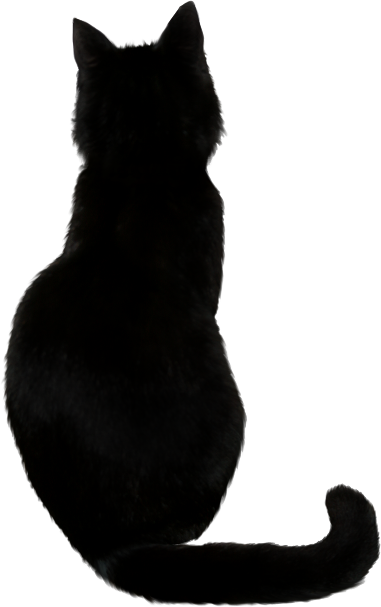 Black Cat Photos Transparent PNG Image