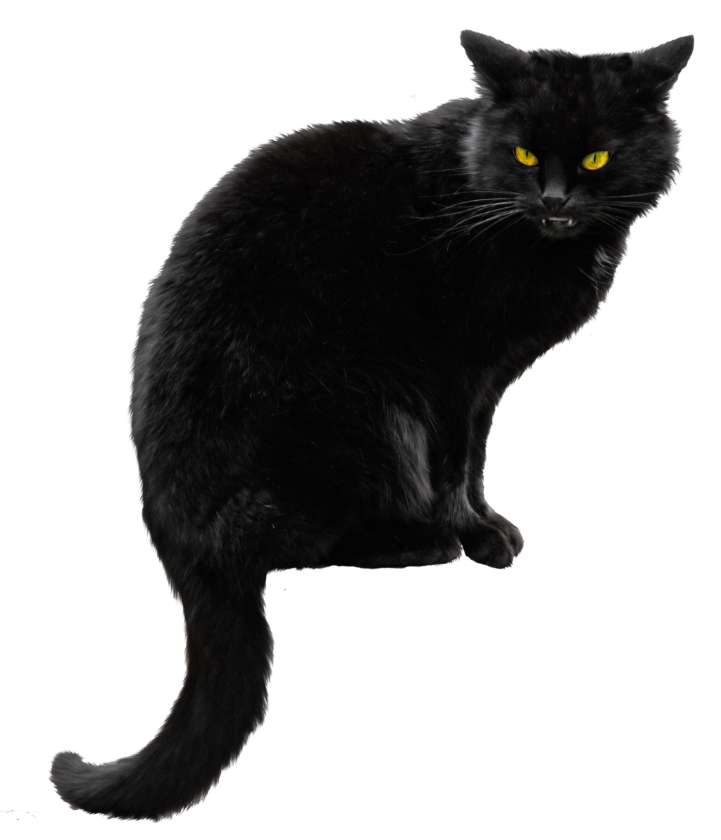 Black Cat File Transparent PNG Image