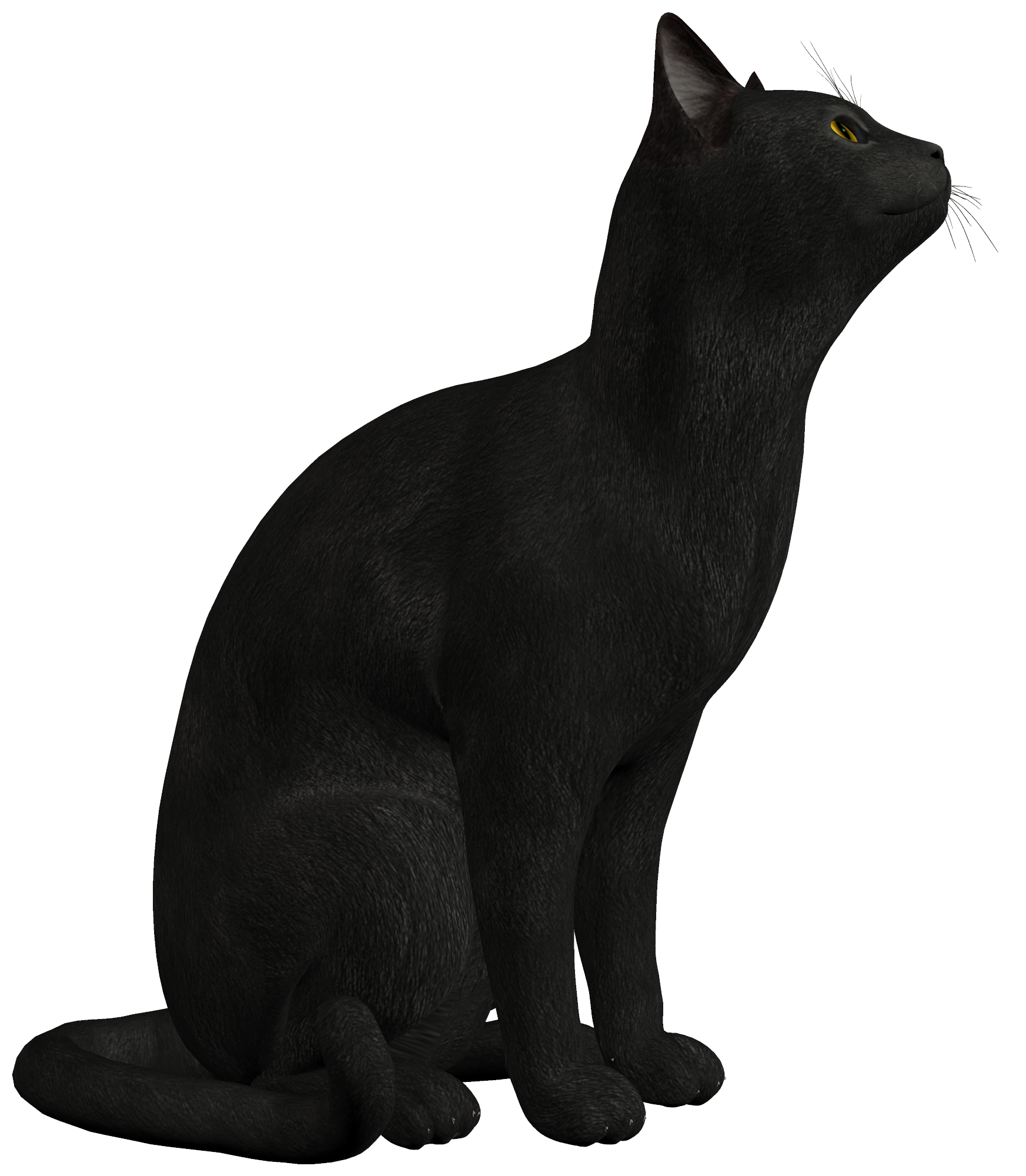 Black Cat Photo Transparent PNG Image