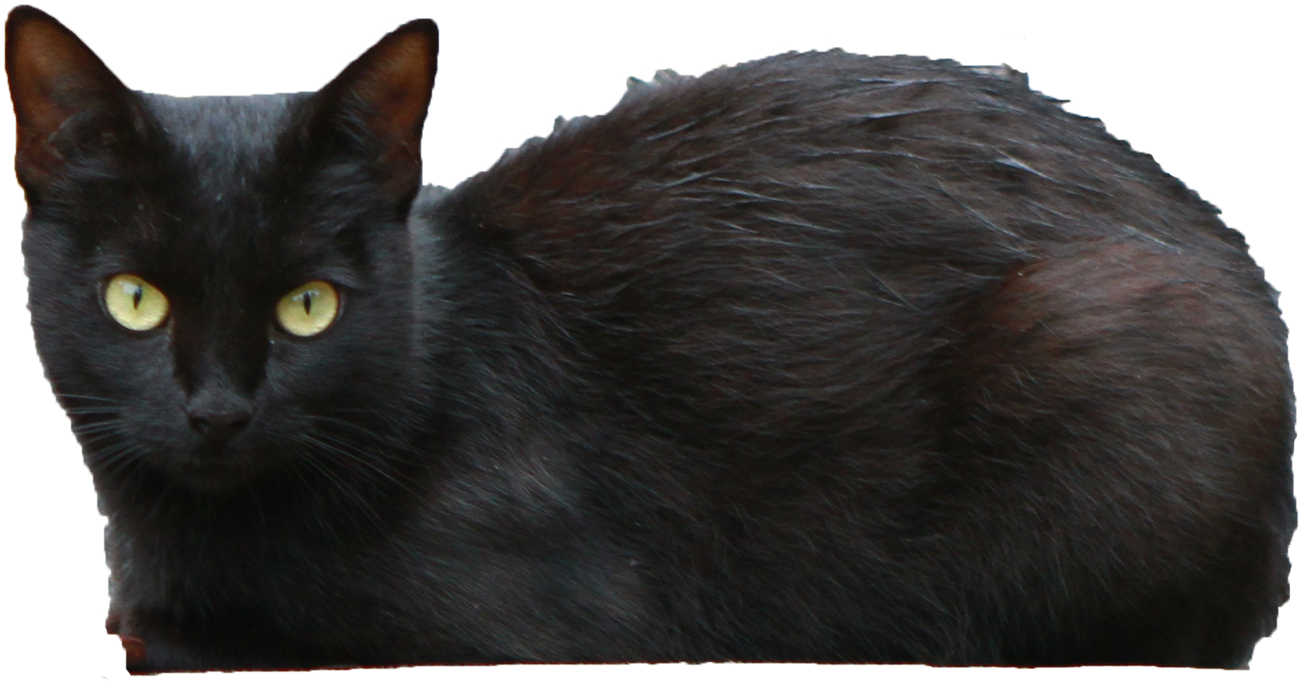 Black Cat Transparent Transparent PNG Image