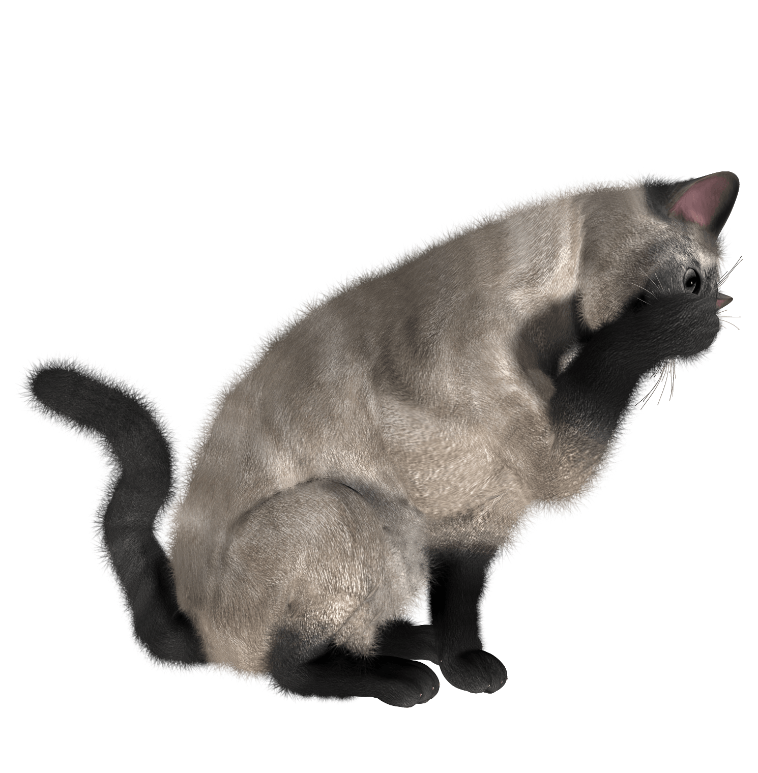 Cat Png Image Transparent PNG Image