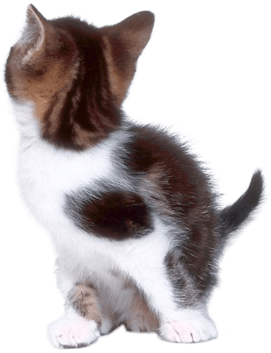 Cat Png Image Download Picture Kitten Transparent PNG Image