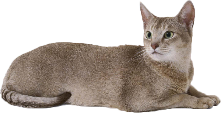 Cat Free Download Transparent PNG Image