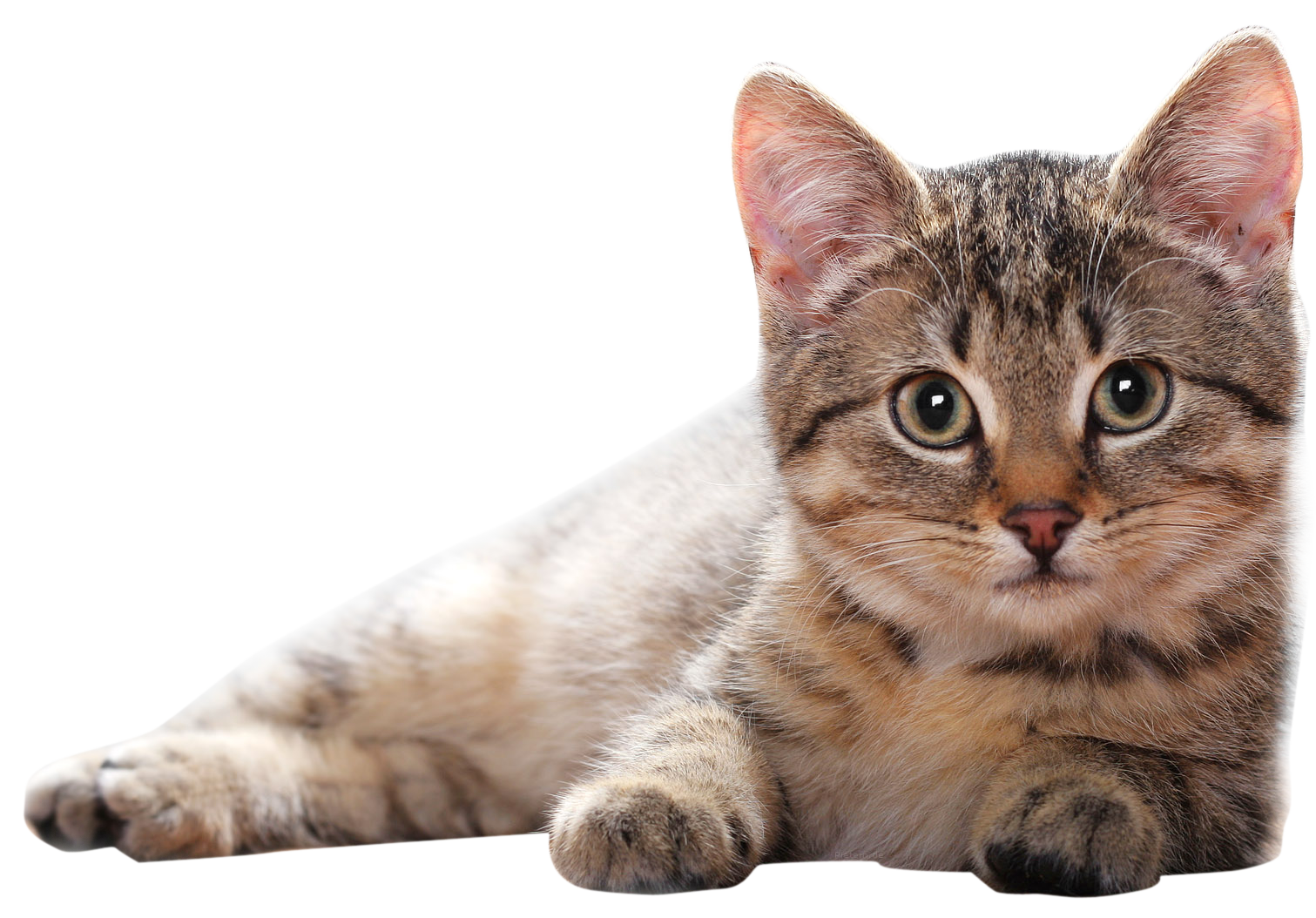 Cat Clipart Transparent PNG Image