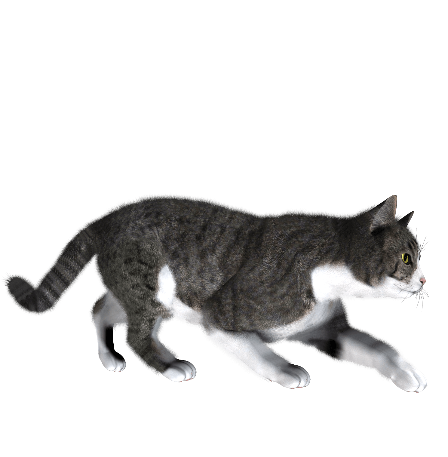 Cat Png Image Download Picture Kitten Transparent PNG Image