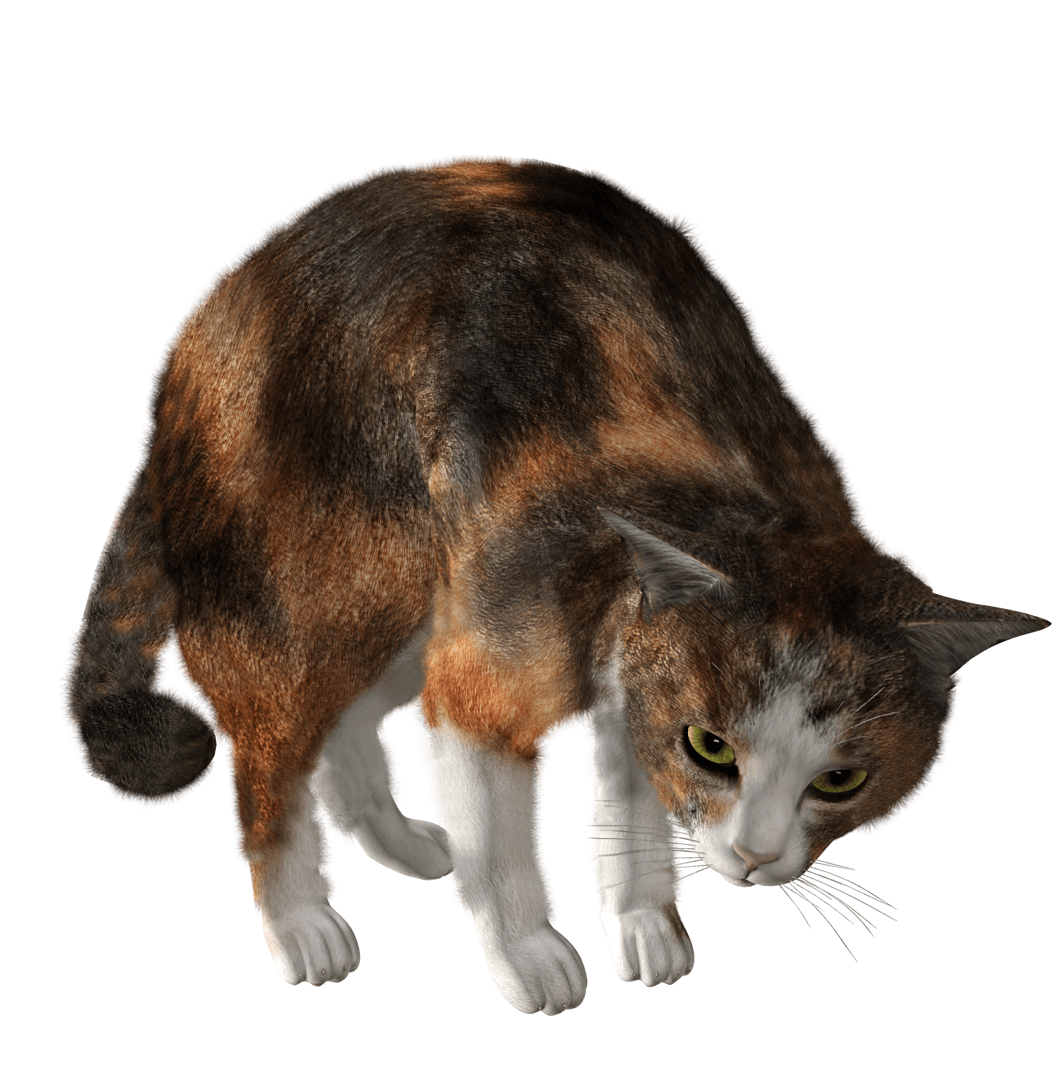 Cat Png Image Download Picture Kitten Transparent PNG Image